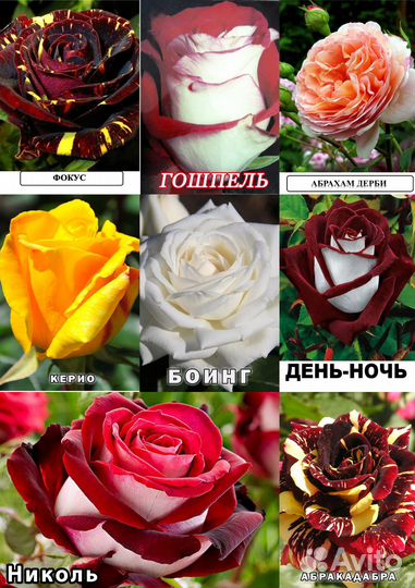 Саженцы Роз разных сортов (Розница)