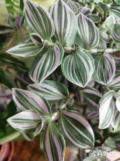 Цветы разные комнатные