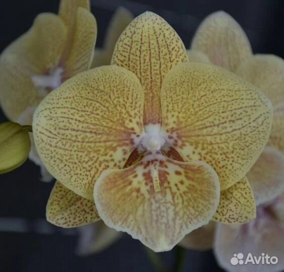 Орхидея фаленопсис