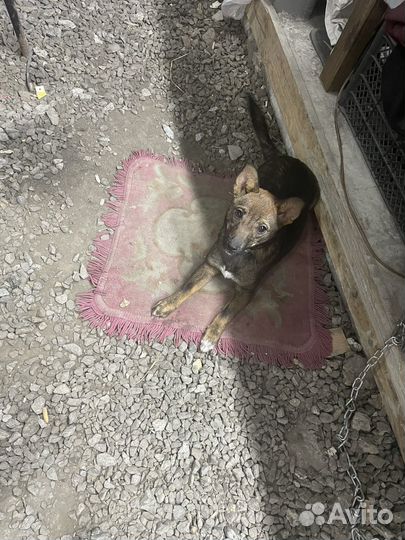 Отдам бесплатно щенка