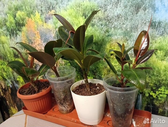 Фикус мелани