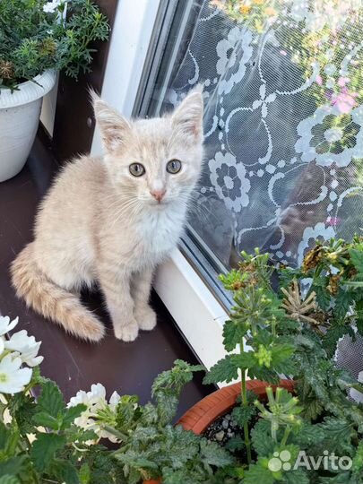 Котенок Персик ищет дом