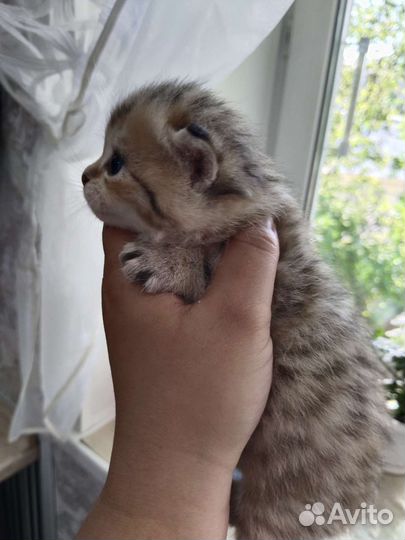 Шотландские тиккированые малыши