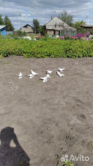 Голуби бойные