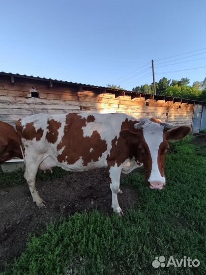 Корова высокоудойная 25 литров