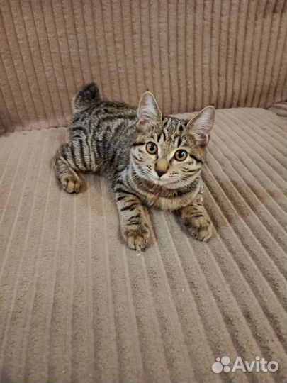 Хорошая кошечка