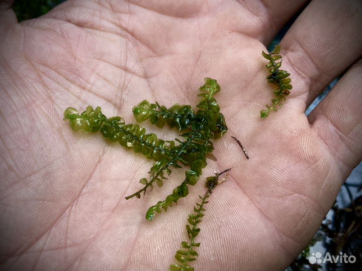 Живой мох, микс из разных видов
