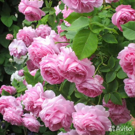 Розы флорибунда