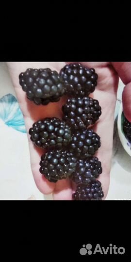 Саженцы ежевики