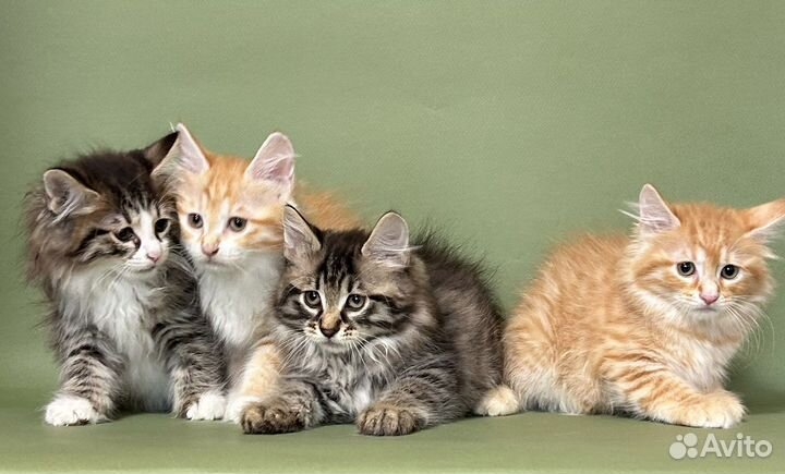 Котята из питомника