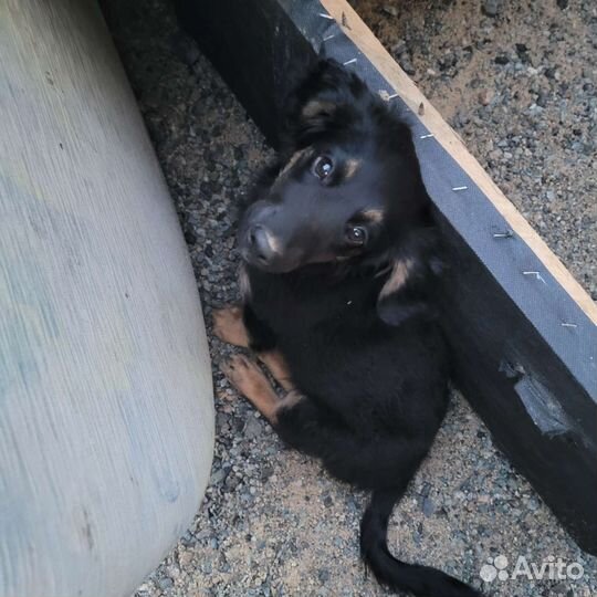 Маленькая собака