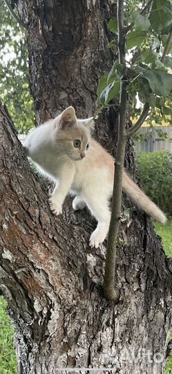 Кошка в дар