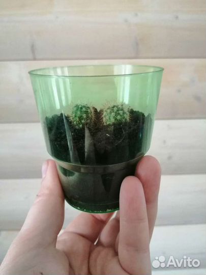 Кактус