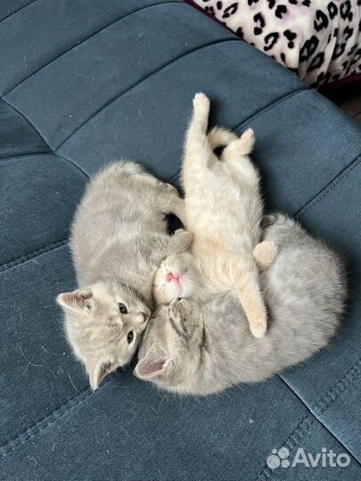 Отдам котят