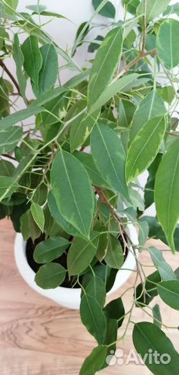 Фикус бенджамина