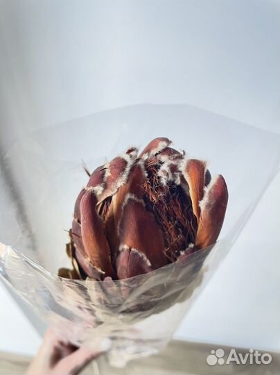 Сухоцветы Протея