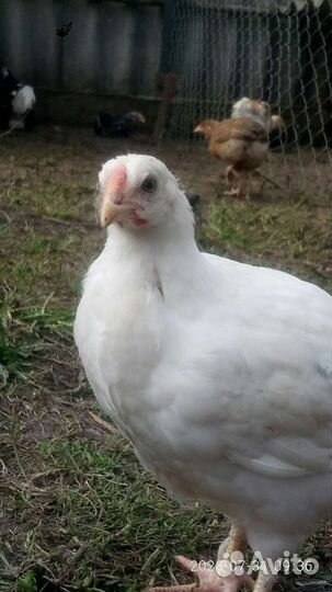 Цыплята микс