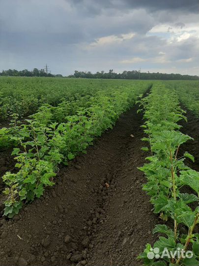 Кустарники ягодные