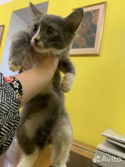 Котята,подкинутые в церковь