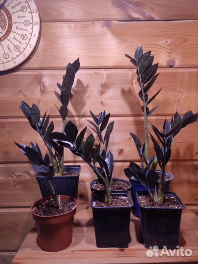 Замиокулькас черный равен