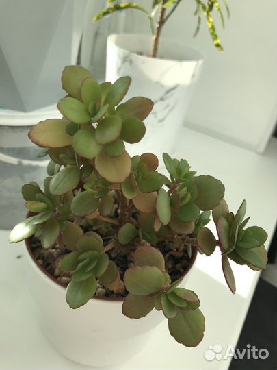 Каланхоэ + подарок (мята или алоэ)