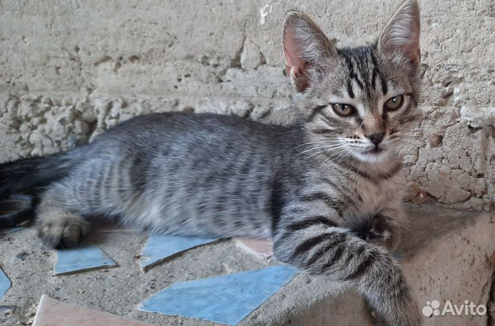 Котенок в добрые руки