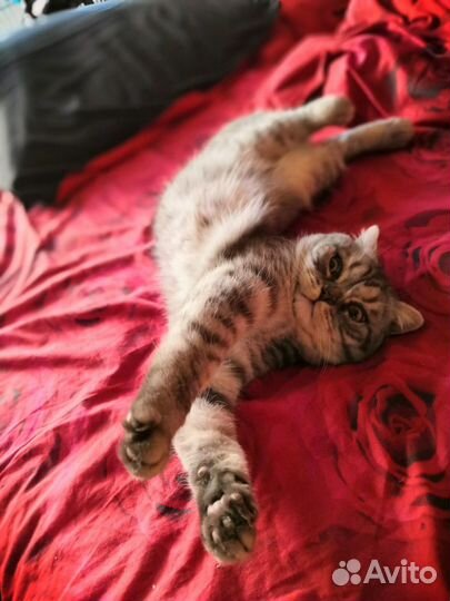 Котик на вязку