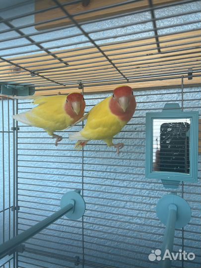 Попугаи неразлучники