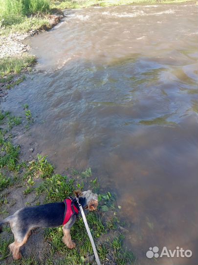 Йоркшерский терьер мальчик