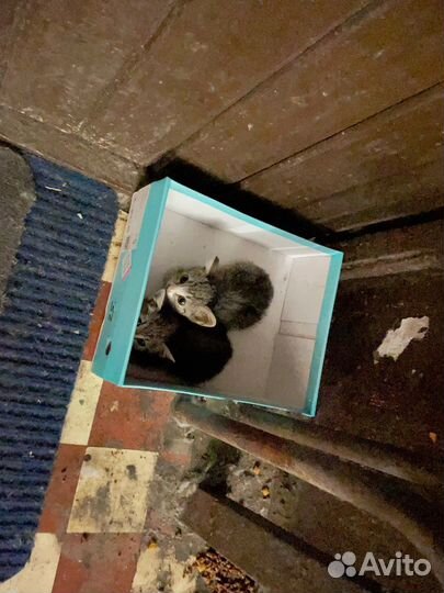 5 котят в опасности