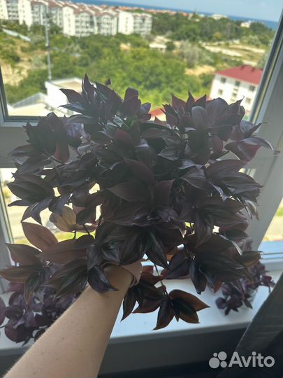 Традесканция зебрина фиолетовая