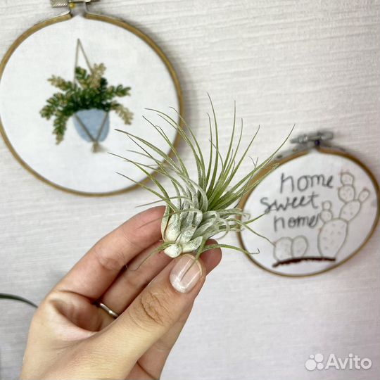 Тилландсия атмосферная