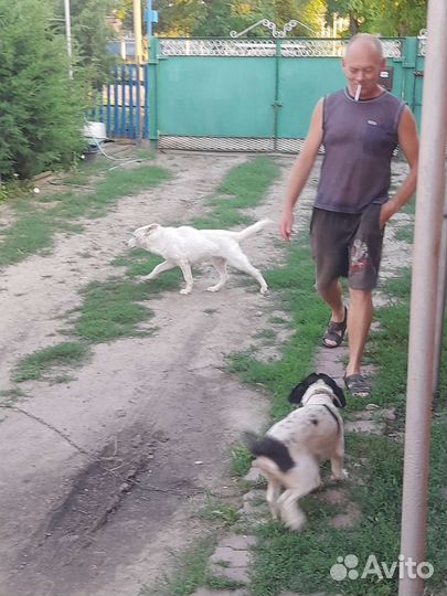 Собака в добрые руки отдам бесплатно