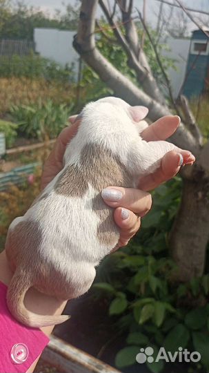 Американский булли мальчики и девочки