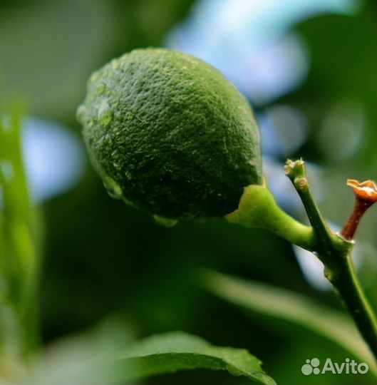 Домашний лимон