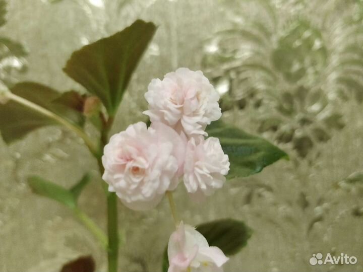 Бегония вечноцветущая махровая