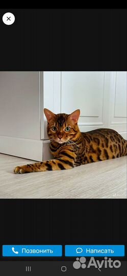 Бенгальские котята