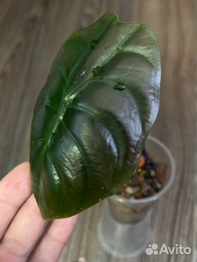 Алоказия Ред секрет