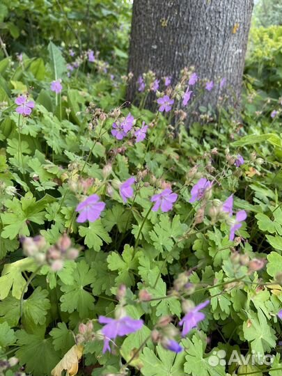 Герань корневищная, окопник малиновый, пупочник