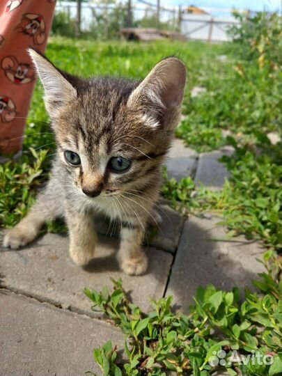 Кошки в добрые руки бесплатно