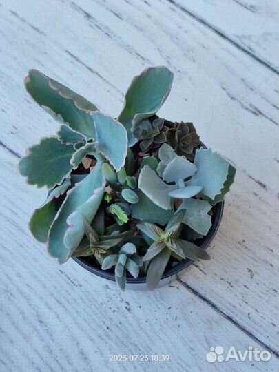 Садики из суккулентов, каланхоэ и крассулы