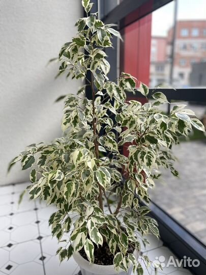 Фикус бенджамина большой