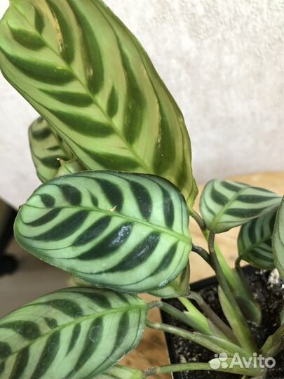 Ктенанта/калатея