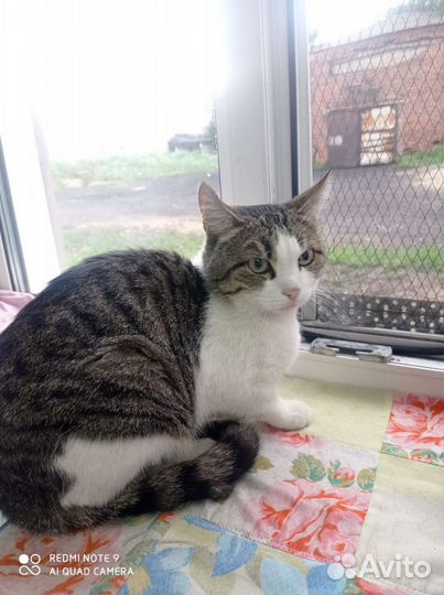 Кастрированный кот