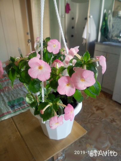 Комнатные цветы