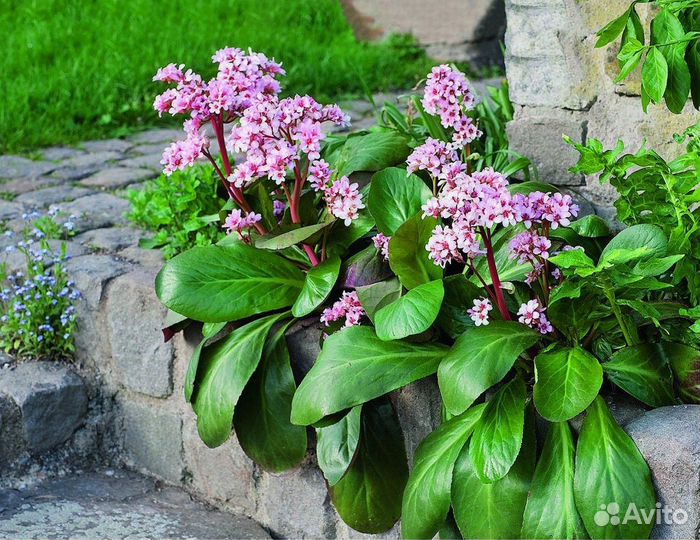 Спирея японская.Дицентра.Бадан.Астильба