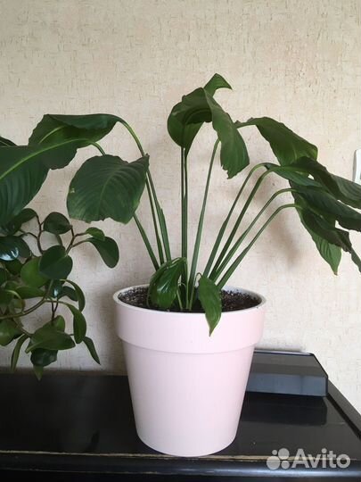 Спатифиллум