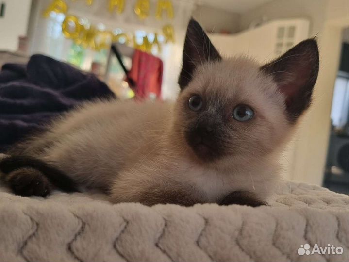 Сиамские котята