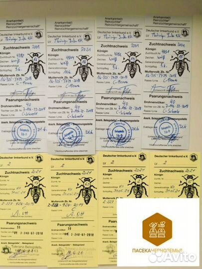 Карника 2025 пчелопакеты