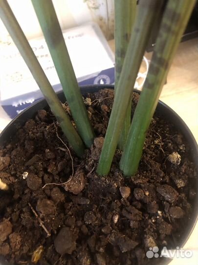 Замеакулькас